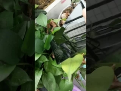 طلاء مسحوق أسود لامع للغاية